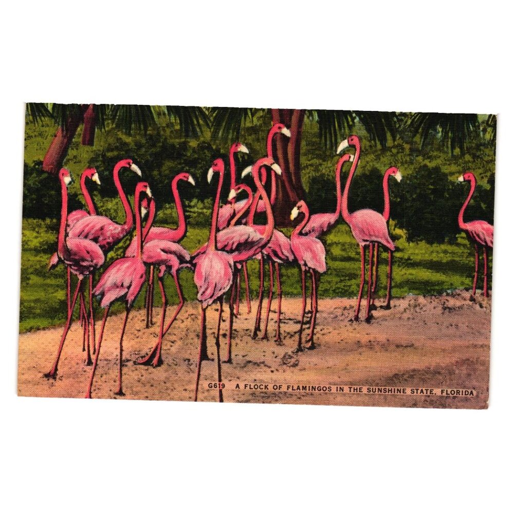 Vintage Florida Flamingos Postcard A Flock Of Flamingos Sunshine State Unused